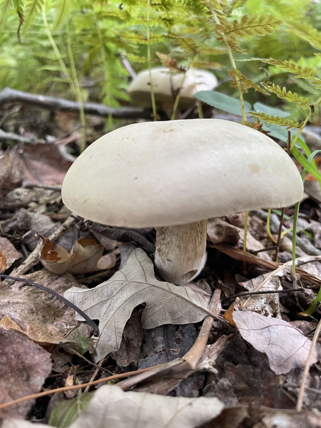MUSHROOM PHOTO